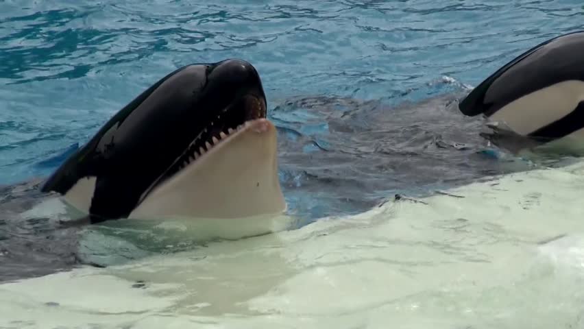 Trained Killer whales (Orca)