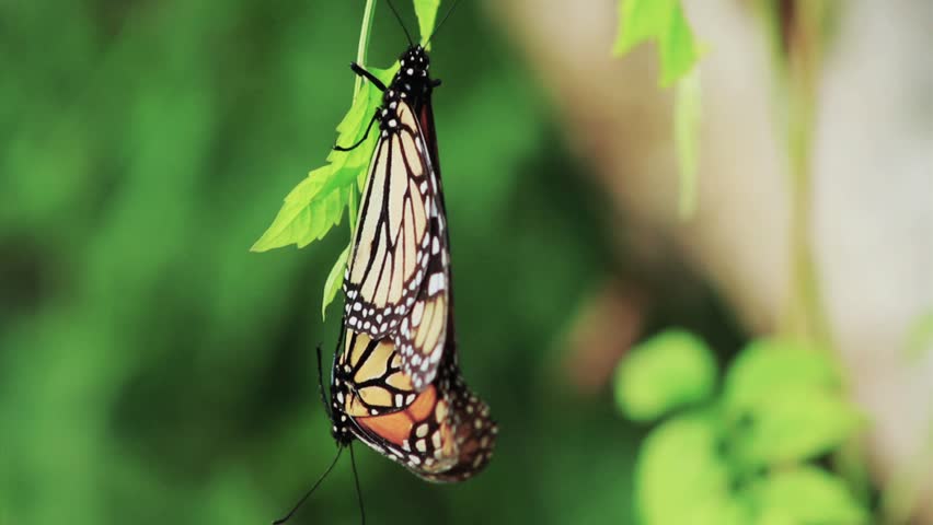 2 Monarch Butterlies Mating on a Leaf - Close Up, Macro