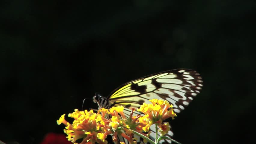 Black & White Butterfly Takeoff - 50 Frames Per Second Slow Motion