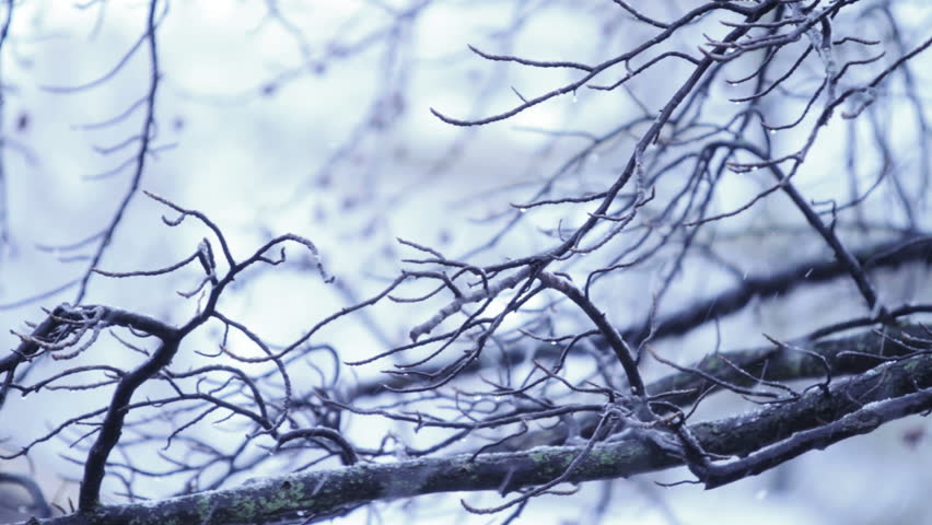 Icy Branch and Snow Falling