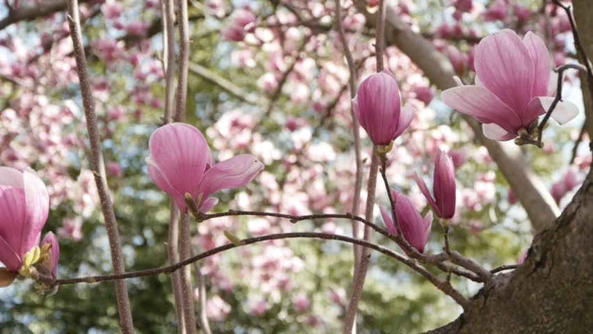 Purple lily magnolia flowers swaying in breeze close up HD 1080p