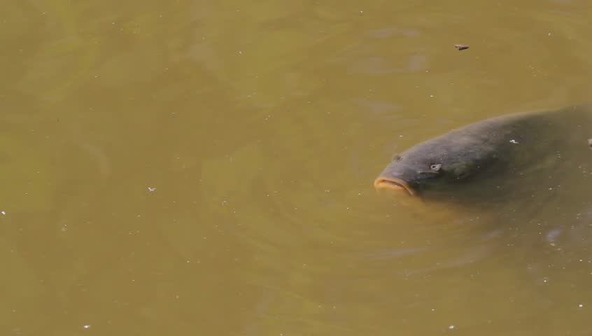 speaking carp on surface of a pond for advertising