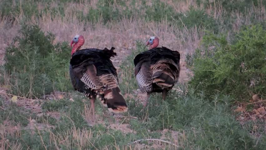 Two male turkeys seeking to impress an nearby hen turkey, Bosque del Apache Wildlife Refuge, New Mexico