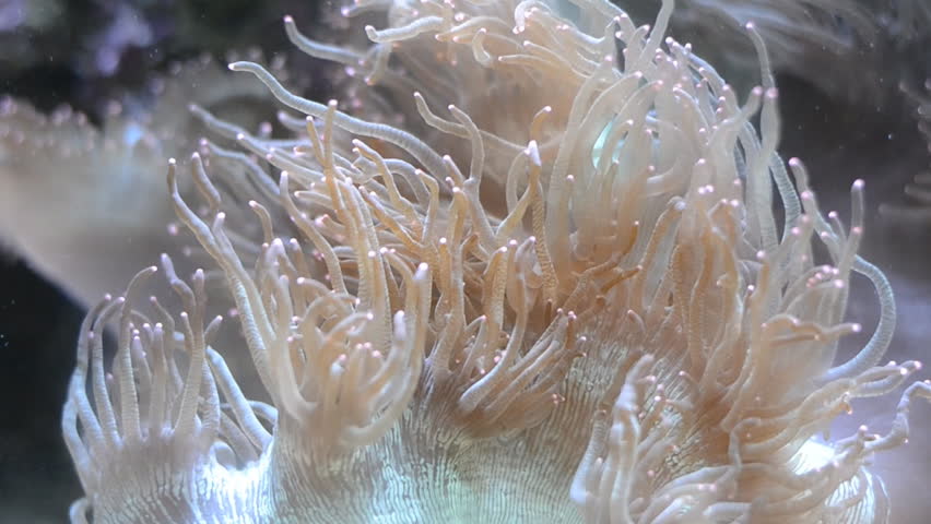 Close up beautiful  sea anemone