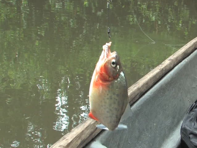 Piranha Fish caught in the Amazon