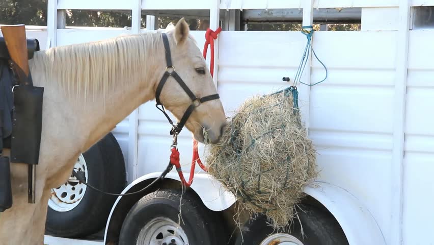 Horse With Bridle And Saddle Eats Hay Hanging Off Horse Trailer