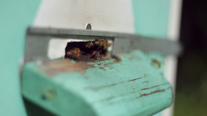 Group of honeybees flying into a beehive, closeup