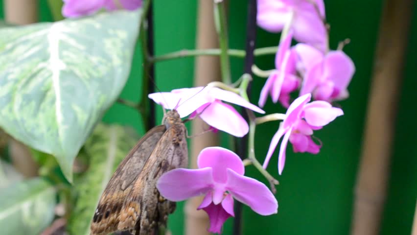 Butterfly.