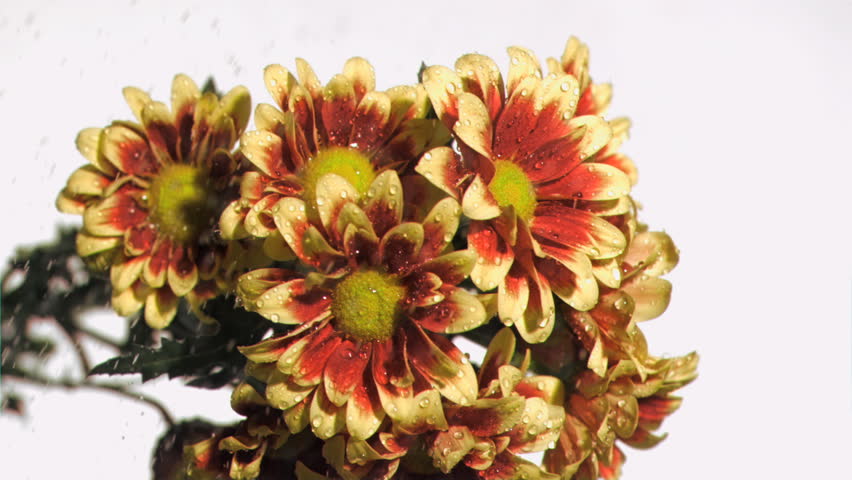 Yellow and brown flowers in super slow motion being watered against a white background