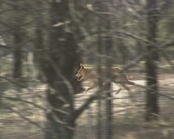 dingo (Canis lupus dingo) runs in pine forest, medium shot