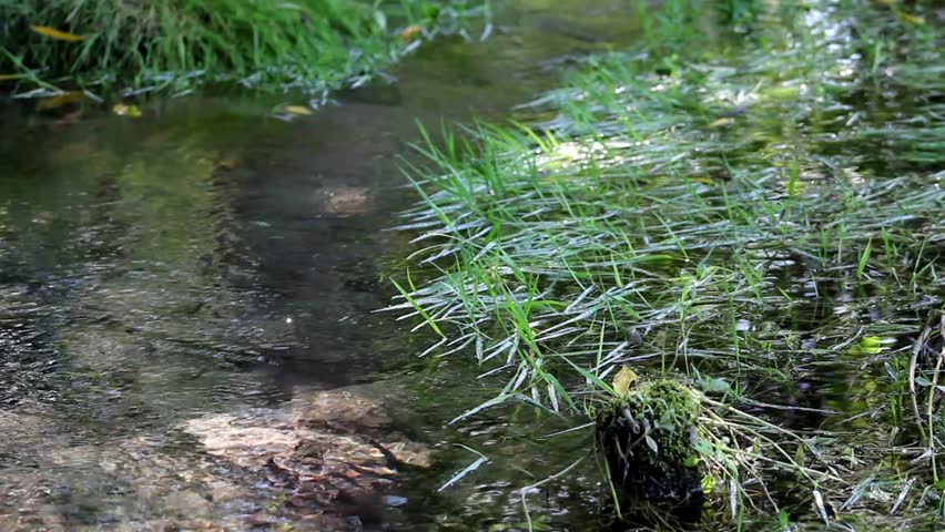 Stream in the forest and green plants,plants in stream,creek