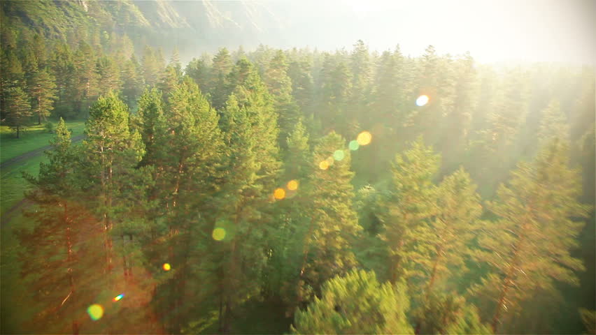 mountain forest HD