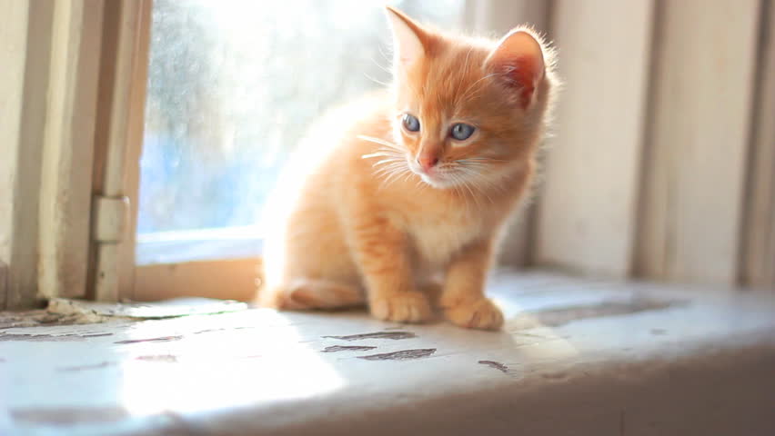 cute kitten sitting on a window sill