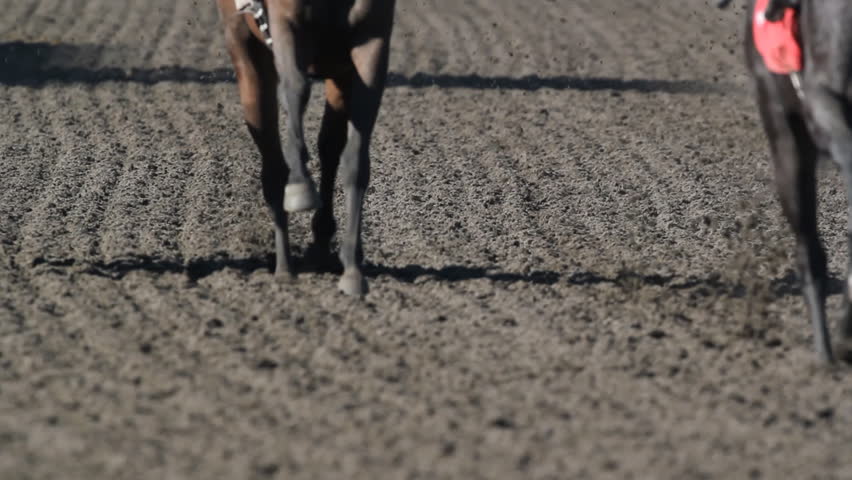 Horse race. Shot with 500mm lens. Shallow depth of field.
