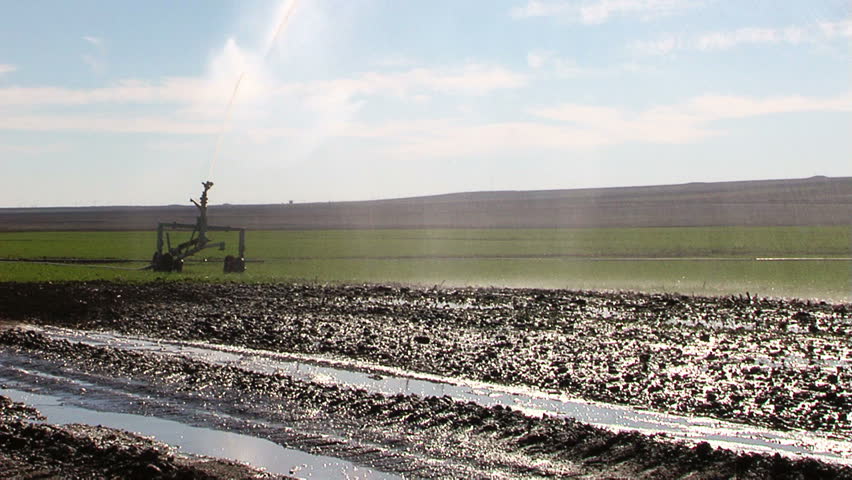 Pivot irrigation in progress on a wheat farm.
