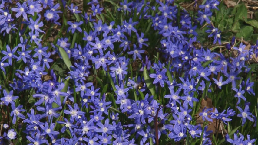 Glory-of-the-snow (chionodoxa ) with insects full screen