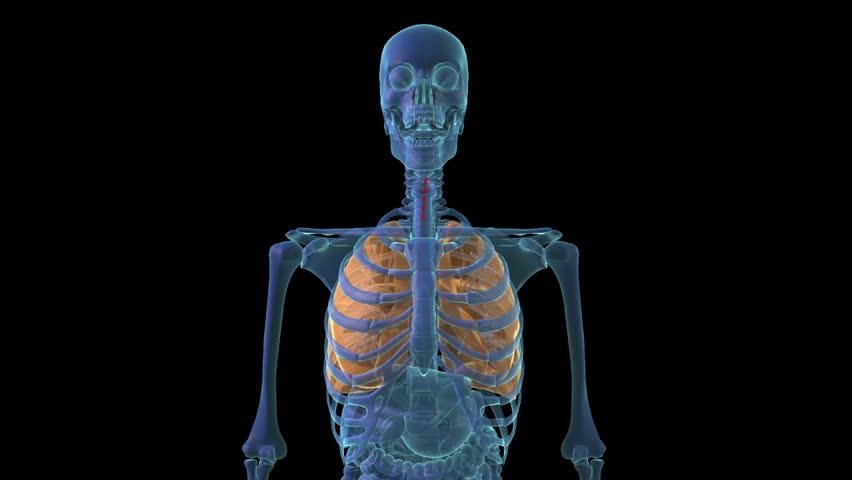 X-ray visual showing infective particle entry to lungs with quick zoom into lungs showing alveolar structure undergoing inflammation caused by the viral infection inhaled through air