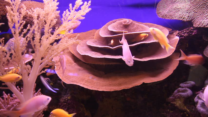 Elephant ear coral (Mycedium elephantotus)
