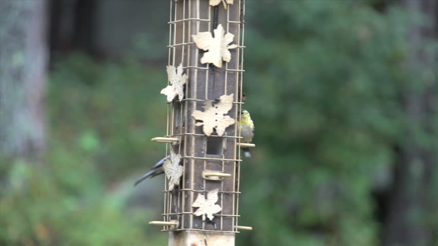 Bird Feeder