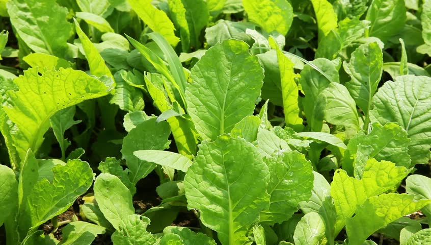 sapling of "Baby Chinese Cabbage", a kind of cabbage,also called Endive
