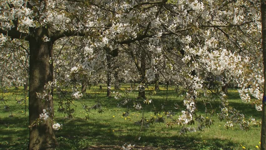 orchard in full bloom - old fruit tree. The Betuwe in Holland is famous for its fruit production.