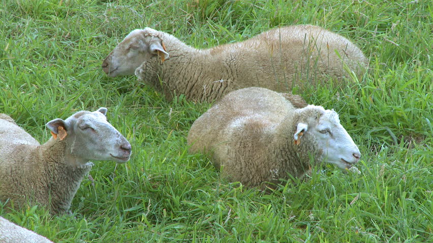 Herd of sheep grazing in green field