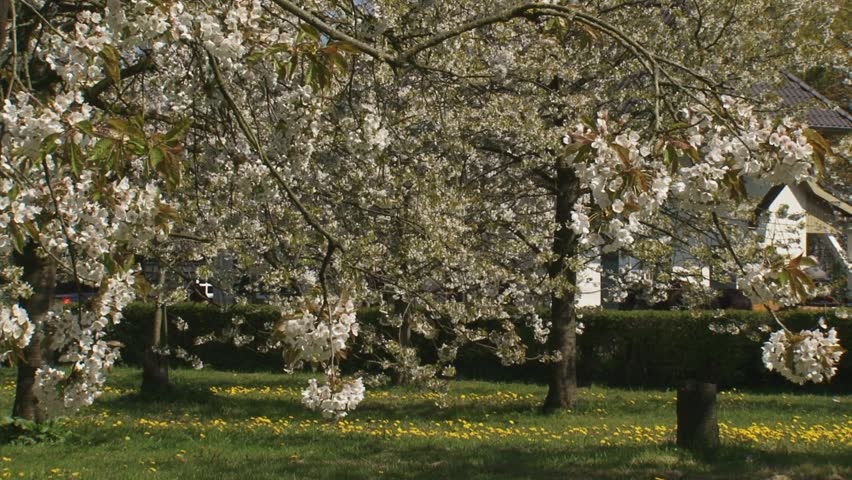 blooming orchard in the Betuwe. The Betuwe in Holland is famous for its fruit production.