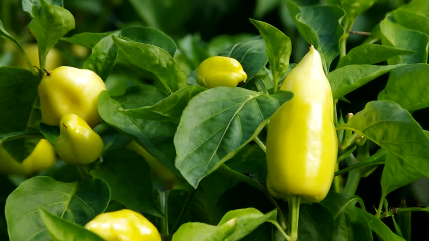 paprika plant 