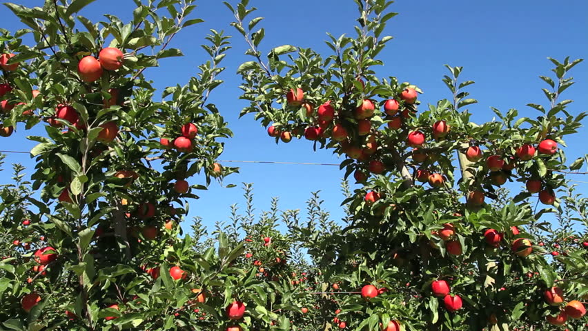 Apple orchard tilt down