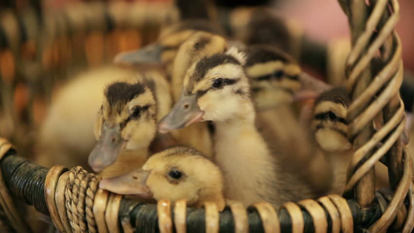 Lots of little ducklings in a basket.