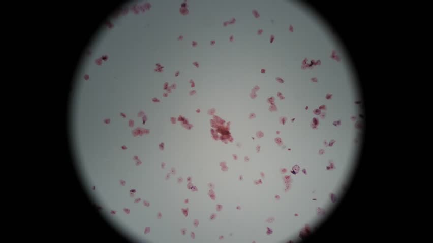 Human Mouth Smear