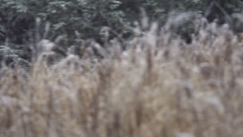 Slow motion pan shot with focusing shifting through the standing dead grass and weeds to the varying levels of gently falling snow.
