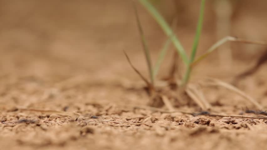 Ants running fast on footpath (strobe)