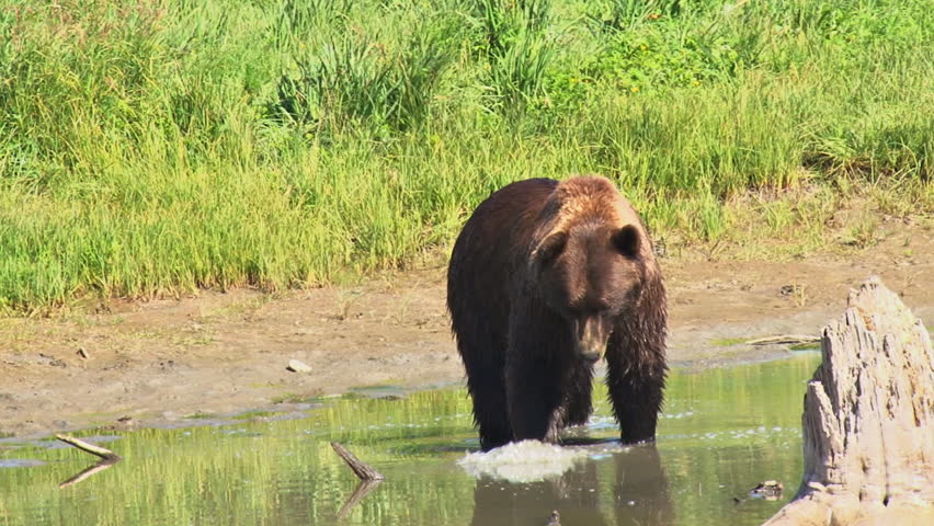 Adult brown bear (grizzly) meandering through slow shallow water on a sunny day, stopping to investigate underwater objects for food potential. 