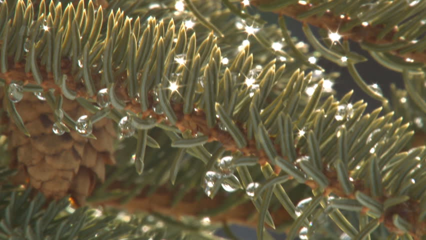 Glistening Spruce Droplets