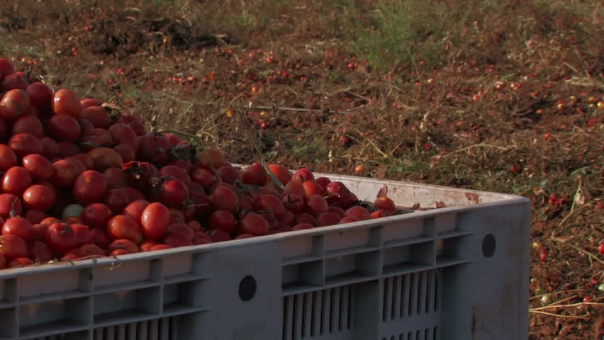 Bright red tomatoes at harvest, in large crate
