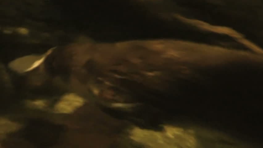 Australia - Platypus