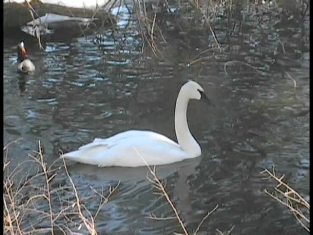 Graceful Swan