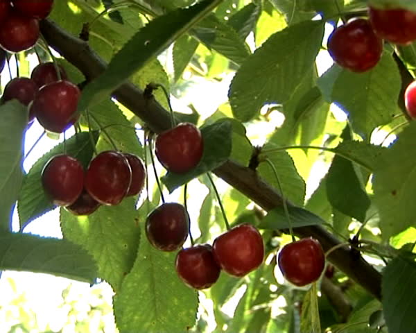 Cherry