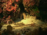 slipper lobster, mediterranean sea