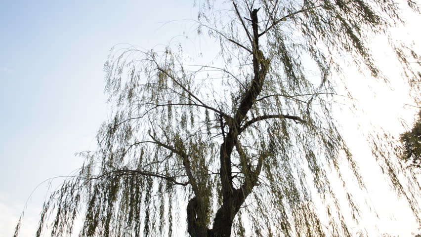 Weeping willow tree in garden