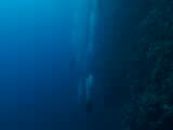 scuba divers at reef, dusky ambiance, red sea
