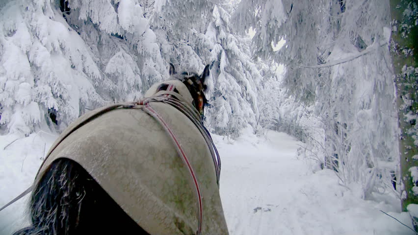 Sleigh ride through the woods in winter 