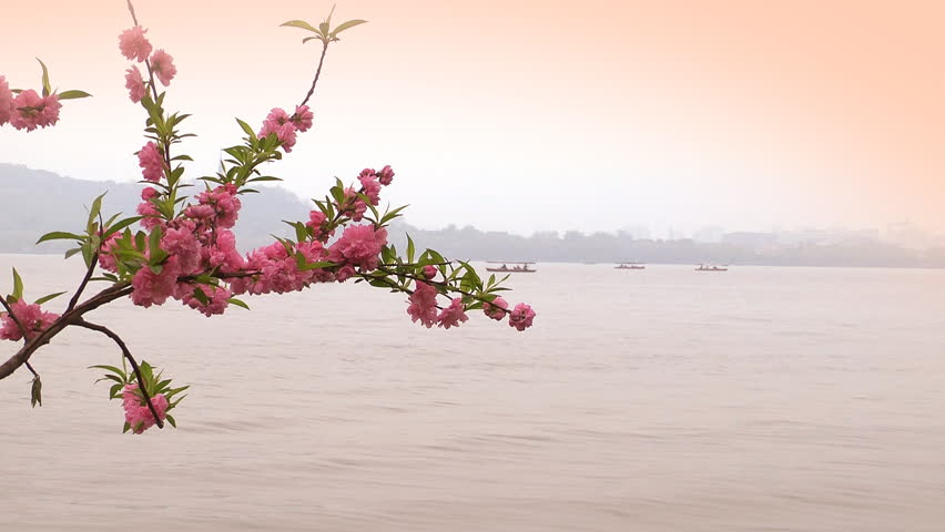 Branch of japanese cherry blossoms on West lake background. Boats on the lake, city silhouettes on horizon. Copy space. Spring, sunset. Hangzhou, Zhejiang province, China.