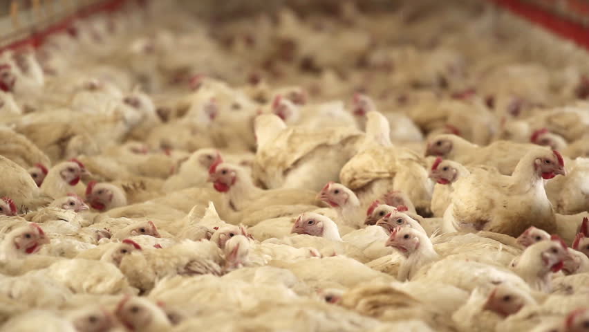 3 shots at the poultry farm