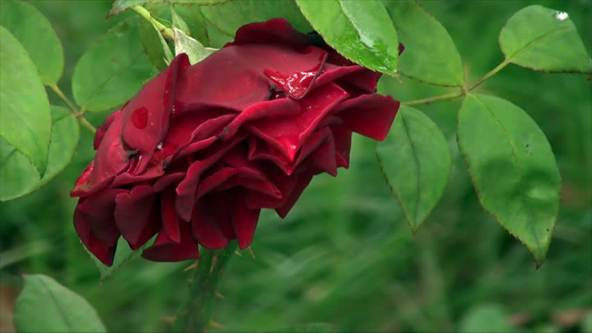 Extremely beautiful specimen of a rose
