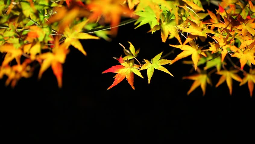 Colored leaves of Japanese maple at night in autumn, Kyoto, Japan