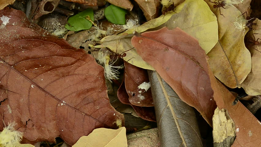 Leaf cutter ants (Atta sexdens) walking across forest floor, Panama, Central America