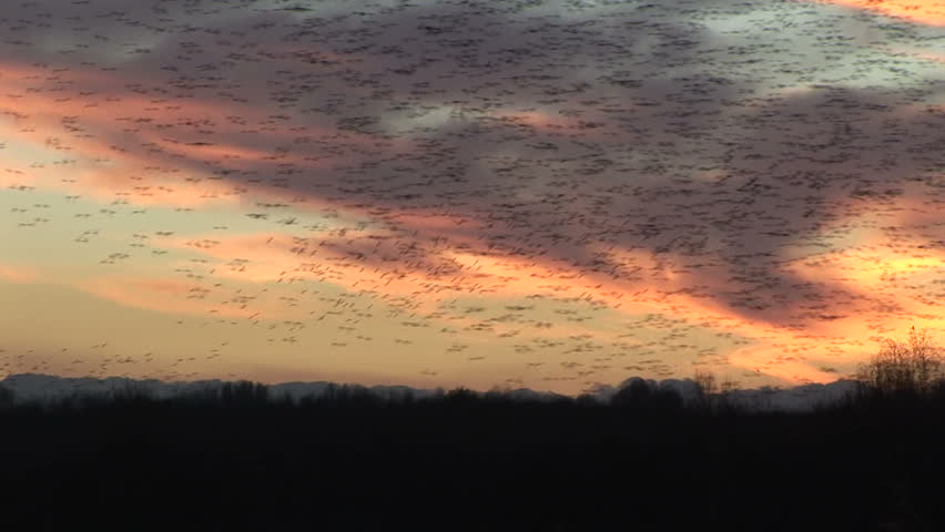 Sunset and a magnificent flock of birds fly through the sky