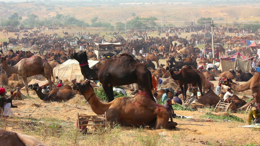 Pushkar Camel Fair - group of camels during festival
